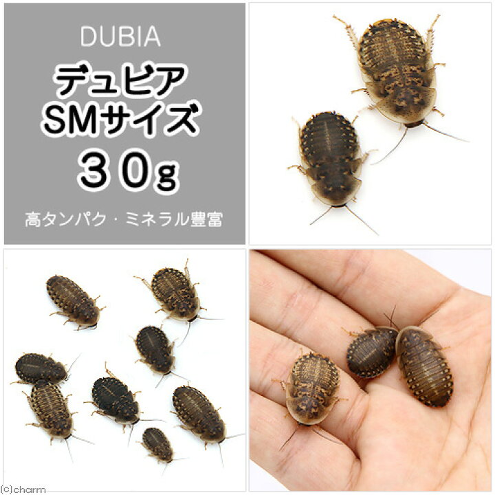 楽天市場 生餌 デュビア アルゼンチンモリゴキブリ ｓｍサイズ ３０グラム 約６０匹 爬虫類 大型魚 餌 エサ 北海道 九州航空便要保温 Charm 楽天市場店