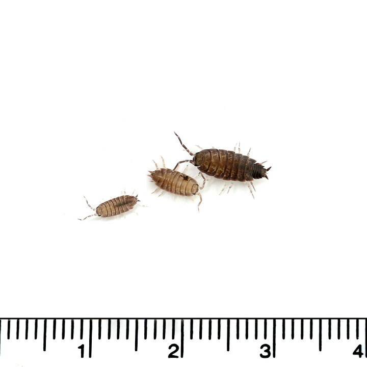 楽天市場 生餌 ホソワラジムシ 1グラム 約100匹 爬虫類 大型魚 餌 エサ 北海道 九州航空便要保温 Charm 楽天市場店 楽天市場 生餌 ホソワラジムシ 1グラム 約100匹 爬虫類 大型魚 餌 エサ 北海道 九州航空便要保温 Charm 楽天市場店