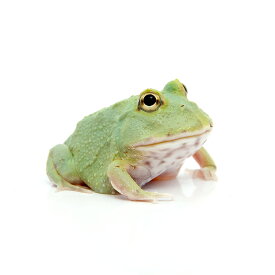 楽天市場 ツノガエル 飼育 セットの通販