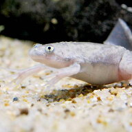 （両生類）死着保証なし　アフリカツメガエル　CB個体（30匹）　活餌
