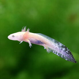 楽天市場 サンショウウオ 生体 生体 爬虫類 両生類 ペット ペットグッズの通販