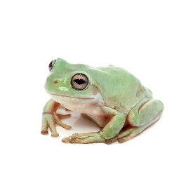 楽天市場 カエル 生体 販売の通販