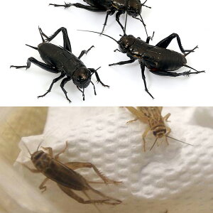 コオロギ エサ 両生類用 生餌の人気商品 通販 価格比較 価格 Com