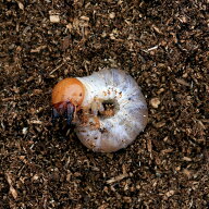 （昆虫）国産オオクワガタ　産地累代数不明　幼虫（初〜2令）（1匹）