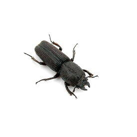 （昆虫）サメハダチビクワガタ　東ジャワ　アルゴプーロ産　成虫（WC）　サイズフリー（1匹）　北海道・九州航空便要保温