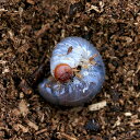 （昆虫）レックスゾウカブトムシ　ペルー　イキトス産　幼虫（初〜2令）（1匹）