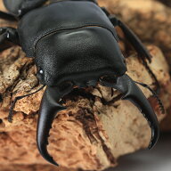 （昆虫）国産ヒラタクワガタ　三重県津市産　成虫　50〜54mm（1ペア）