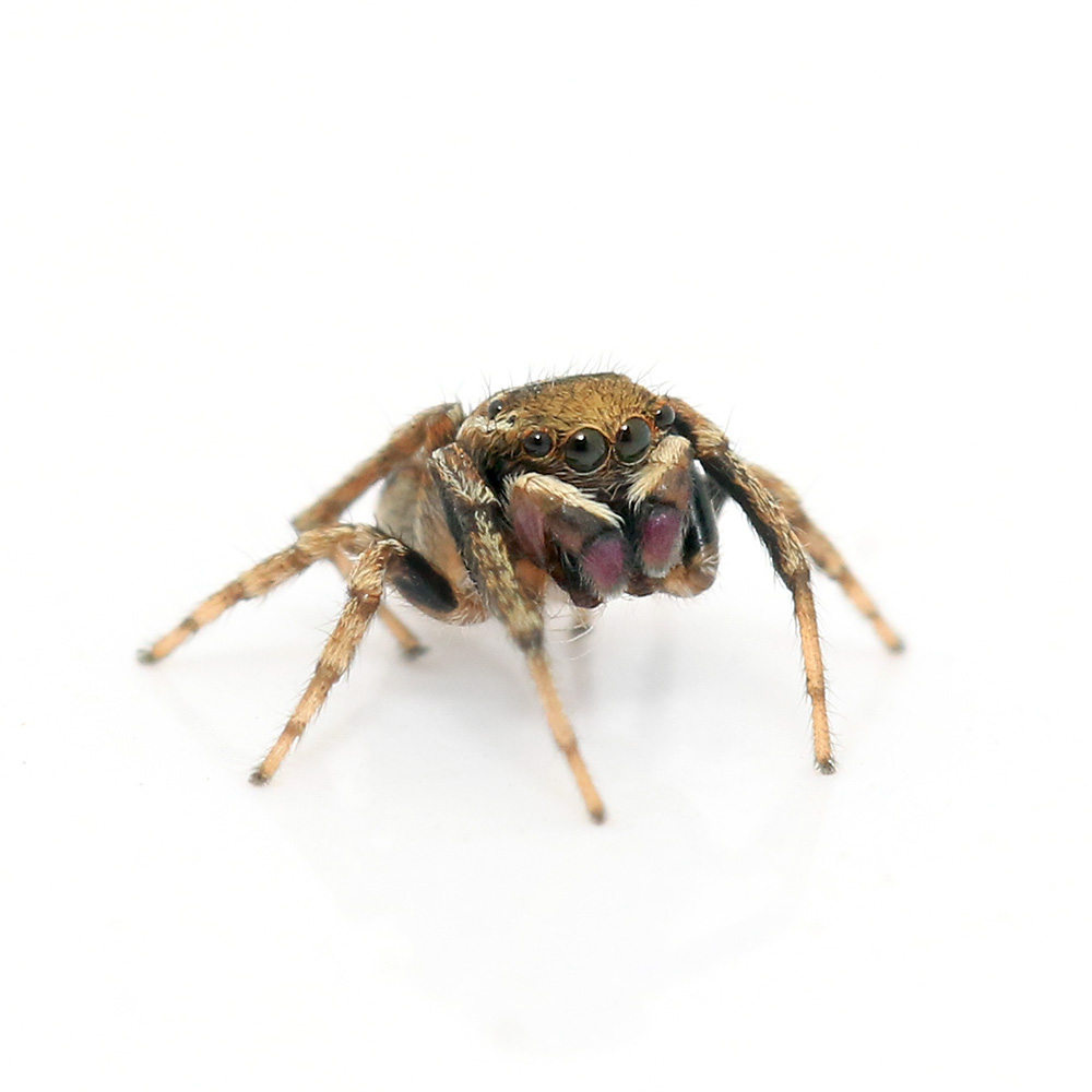 （昆虫）シラホシコゲチャハエトリグモ　オス　ＷＣ個体（１匹）