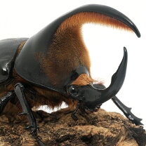 楽天市場】サタンオオカブトの通販
