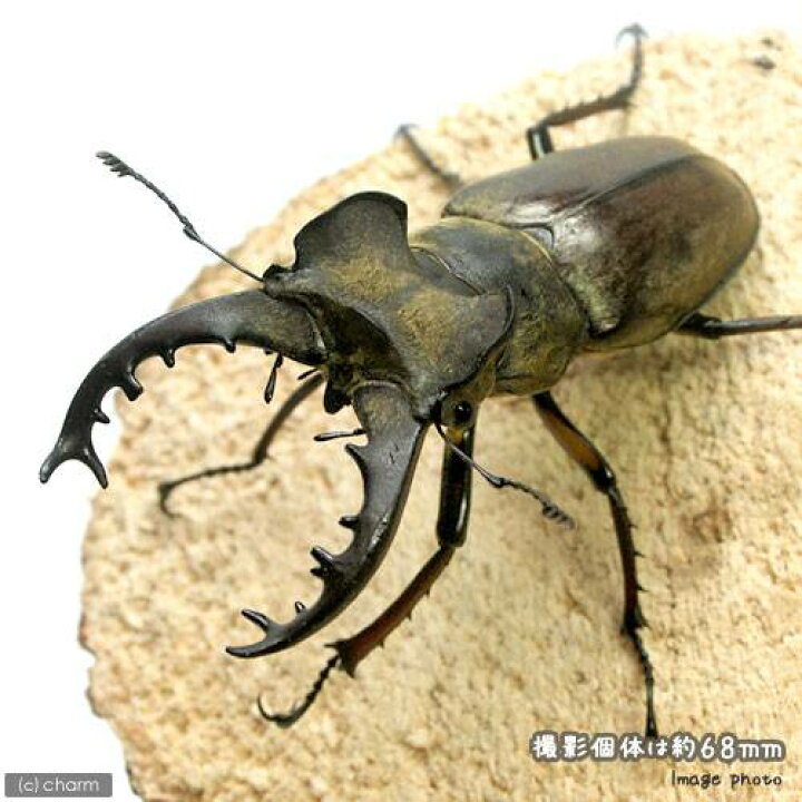 （昆虫）国産ミヤマクワガタ（エゾ型） 北海道産 成虫（ＷＣ）オス：７３．４ｍｍ メス：４１．４ｍｍ（１ペア） 沖縄別途送料 charm  