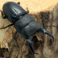 （昆虫）（オス単品）国産ヒラタクワガタ　愛媛県今治市産　成虫　WD　45〜49mm（1匹）