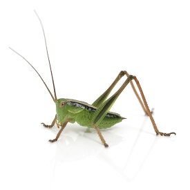 （昆虫）ヒガシキリギリス　幼体（2令～4令）　Sサイズ（3匹）　北海道・九州航空便要保温
