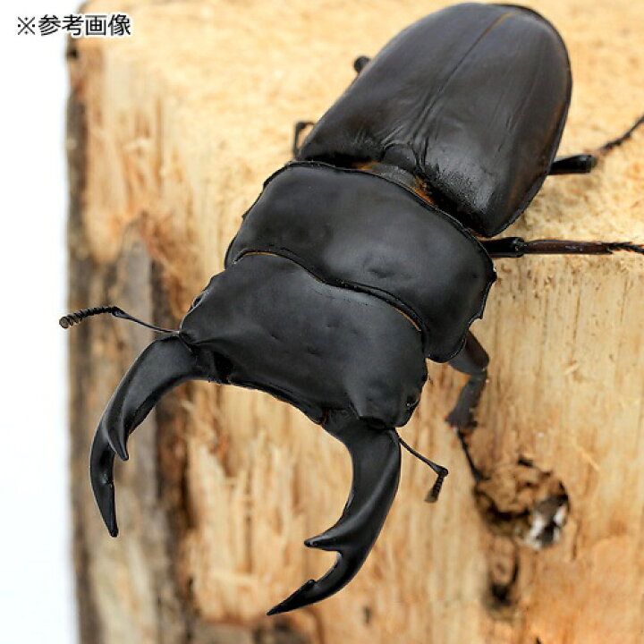 楽天市場】（昆虫）国産オオクワガタ 大阪府能勢町産 SR血統 幼虫 親 