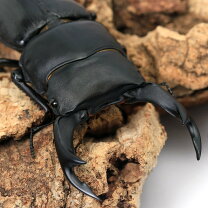 楽天市場】オオクワガタ 羽化不全 寿命の通販
