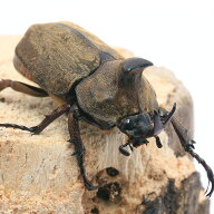 （昆虫）（メス単品）サビイロカブトムシ　カリマンタン産　成虫　フリーサイズ（1匹）　北海道・九州航…