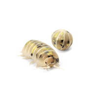 （昆虫）オカダンゴムシ　マジックポーション　CB（5匹）