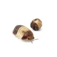 （昆虫）ダンゴムシ　パンダキング　CB（5匹）