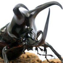 楽天市場】外国産 クワガタ 販売（種類（昆虫）カブトムシ）の通販