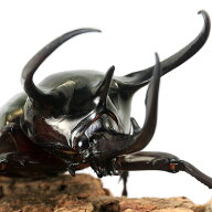 （昆虫）コーカサスオオカブトムシ（原名亜種）西ジャワ産　成虫　WD　80〜89mm（1ペア）