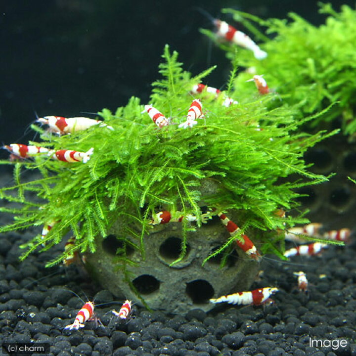 エビ 水草 巻きたて ハニカムシェルター ウィローモス 水中葉 無農薬 １個 ミナミヌマエビ １０匹 新発売