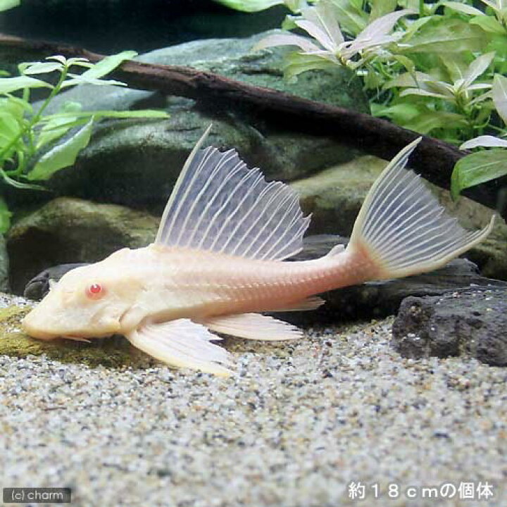楽天市場】（熱帯魚）アルビノセルフィン・プレコ（1匹） 北海道 