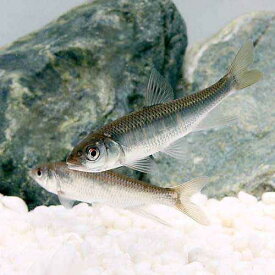 楽天市場 川魚 ハヤ 稚魚 熱帯魚 アクアリウム ペット ペットグッズ の通販