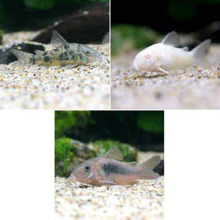 熱帯魚 コリドラス ステルバイ 1匹 雄雌のご指定不可