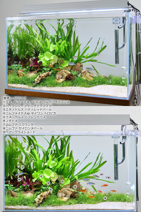 楽天市場】木化石 3kg 約5〜15cm 30cm水槽向け 形状お任せ 