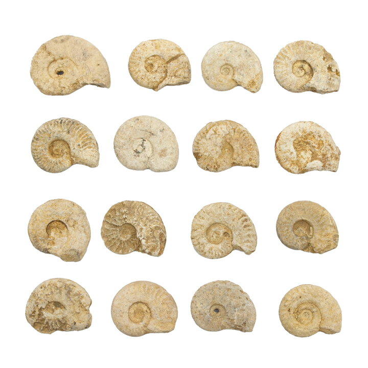 楽天市場】形状お任せ イギリス産 アンモナイト 1個 ジュラ紀 化石  