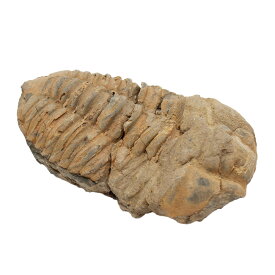 形状お任せ　モロッコ産　三葉虫（ディアカリメネ）の化石　L　1個　オルドビス紀　化石【HLS_DU】　関東当日便