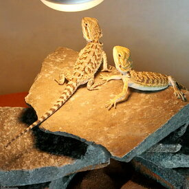 形状お任せ　爬虫類用バスキングスポット　〜ウォーム・プレート〜　レッド　Sサイズ（約10〜15cm）　1個　爬虫類　レイアウト素材　関東当日便