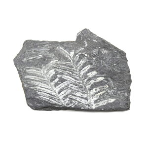 `󂨔C@AJY@V_̗t̉΁@1@ΒYI@A@΁@֓