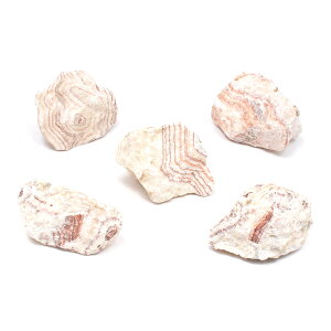 `󂨔C@΁@STCYi8`13cmj@5@ANAE@CAEgfށ@֓