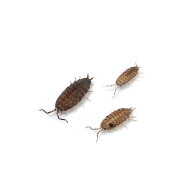 （生餌）死着保証なし　ホソワラジムシ　50匹