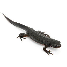 （両生類）アカハライモリ　兵庫県産　WC個体（1匹）　北海道・九州航空便要保温