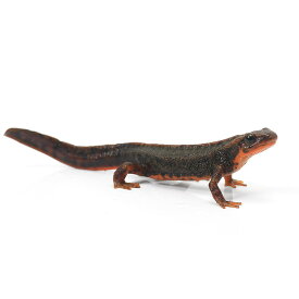 （両生類）一点物　アマミシリケンイモリ　810816（1匹）　北海道・九州航空便要保温