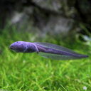 （両生類）アフリカウシガエル　オタマジャクシ（3匹）北海道・九州航空便要保温