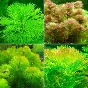 ij_JE@J{o~bNXi3^v15{j