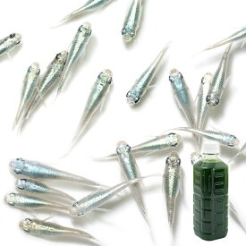 （生餌）（めだか）幹之メダカ　鉄仮面（3匹）＋グリーンウォーターセット　北海道・九州航空便要保温