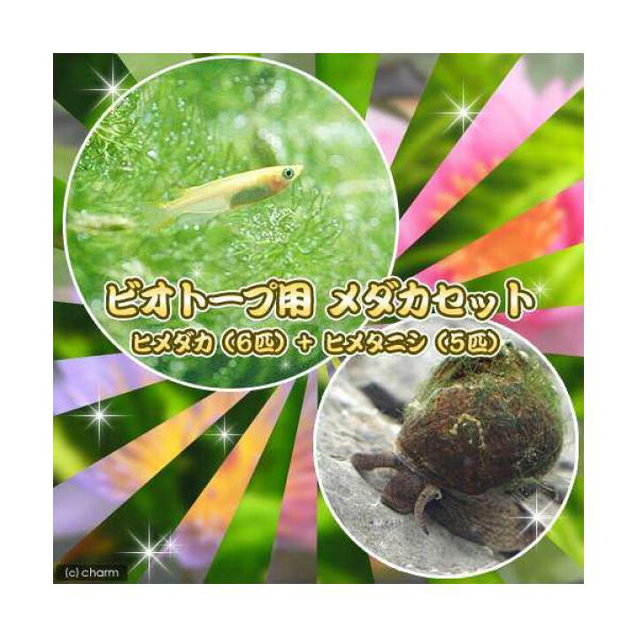 楽天市場 めだか ビオトープ用 メダカ初心者セット ヒメダカ ６匹 ヒメタニシ ５匹 Charm 楽天市場店