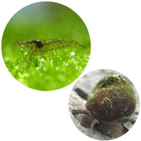 （エビ・貝）コケ対策セット　ビオトープ用　ミナミヌマエビ（10匹）＋ヒメタニシ（5匹）