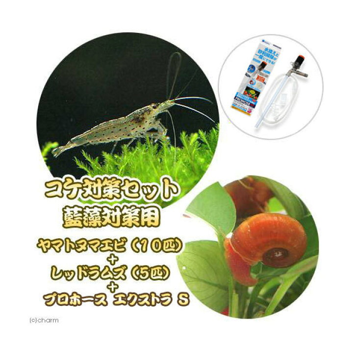 楽天市場 エビ 貝 コケ対策セット 藍藻対策用 ヤマトヌマエビ１０匹 レッドラムズ５匹 プロホースエクストラ ｓ 本州四国限定 Charm 楽天市場店