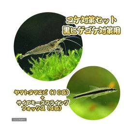 （熱帯魚）（エビ）コケ対策セット　黒髭ゴケ対策　ヤマトヌマエビ（10匹）＋サイアミーズフライングフォックス（4匹）　北海道・九州航空便要保温