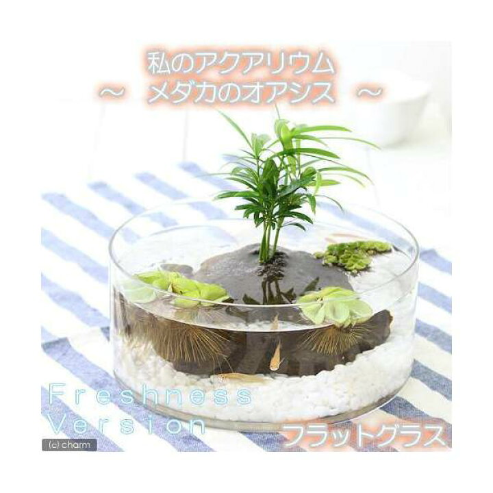 楽天市場 めだか 水草 私のアクアリウム メダカのオアシス フレッシュネスバージョン おまかせメダカ フラットグラス 説明書付 飼育セット 本州四国限定 Charm 楽天市場店