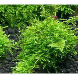 (水草)★育成済★ 南米ウィローモス 流木 ミニサイズ(8cm以下)(水中葉)(無農薬)(1本)