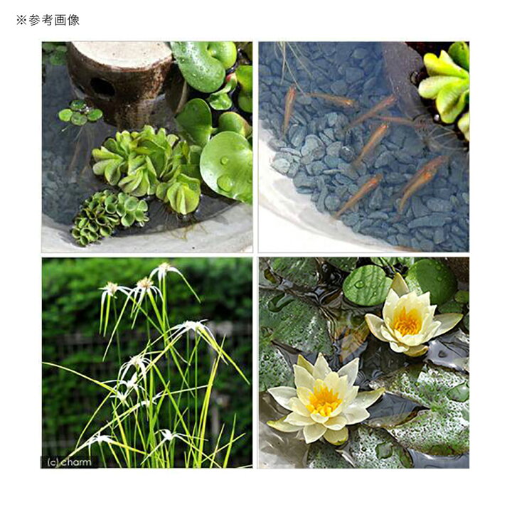 楽天市場 ビオトープ 益子焼彩古信楽メダカ鉢隠れ家付ビオトープセット 姫スイレン黄ヒメダカ 本州四国限定 Charm 楽天市場店