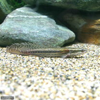 楽天市場】ポリプテルス ラプラディ（熱帯魚・アクアリウム｜ペット 