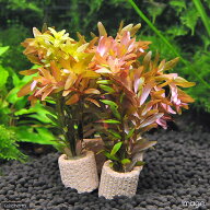 （水草）ライフマルチ（茶）ロタラ　ロトンディフォリア（水中葉）（無農薬）（1個）