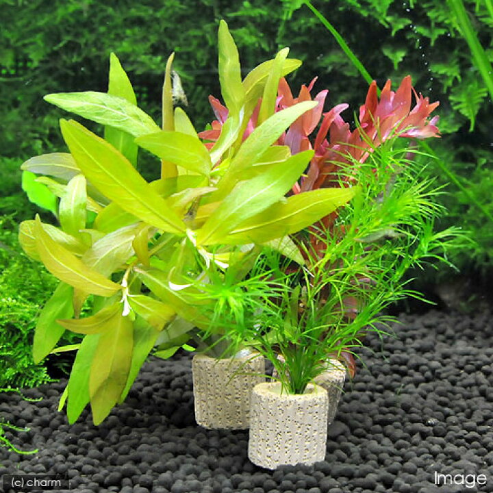 楽天市場 水草 ライフマルチ 茶 おまかせ水草１種 水中葉 無農薬 １個 Charm 楽天市場店