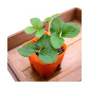 iϗtAjfe@ؕc@C`S@߂fJbIilGj@3i3|bgj@ƒ؉@ʕ@t[c